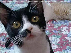 Gato raça srd idade 2 a 6 meses nome Rebeka