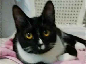 Gato raça srd idade 2 a 6 meses nome Moa