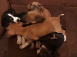 Cachorro raça Sem raça idade Abaixo de 2 meses nome Sem nomes  filhotes