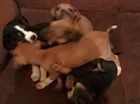 Cachorro raça Sem raça idade Abaixo de 2 meses nome Sem nomes  filhotes