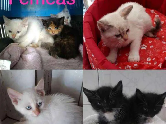 Gato ra a srd idade 2 a 6 meses nome Filhotes