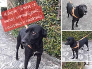Cachorro raça SRD idade 7 a 11 meses nome Sara