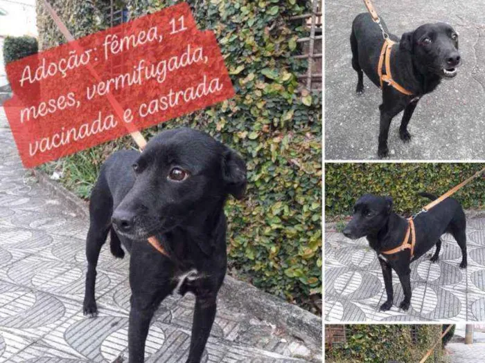 Cachorro ra a SRD idade 7 a 11 meses nome Sara