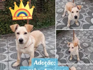 Cachorro raça SRD idade 2 a 6 meses nome Filhote