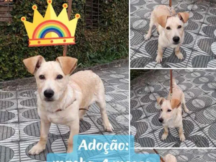 Cachorro ra a SRD idade 2 a 6 meses nome Filhote