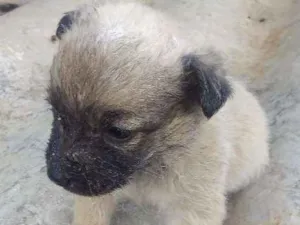 Cachorro raça Viralata idade Abaixo de 2 meses nome S/n