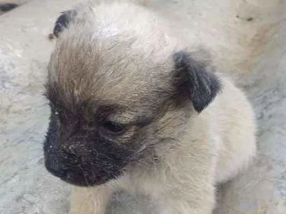 Cachorro raça Viralata idade Abaixo de 2 meses nome S/n