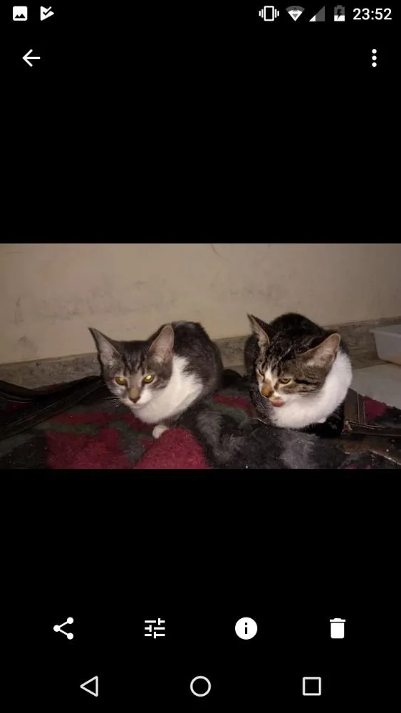 Gato ra a Não sei idade 2 a 6 meses nome Não tem nome