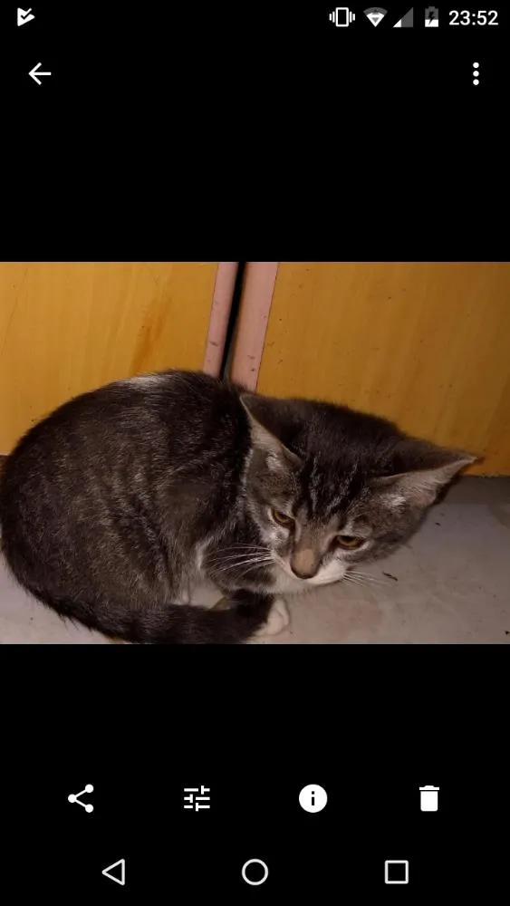 Gato ra a Não sei idade 2 a 6 meses nome Não tem nome