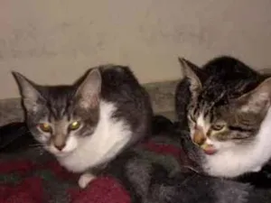 Gato raça Não sei idade 2 a 6 meses nome Não tem nome