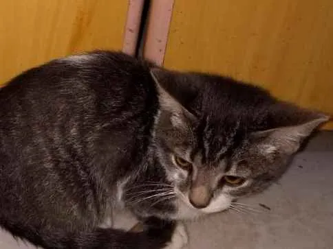 Gato ra a Não sei idade 2 a 6 meses nome Não tem nome