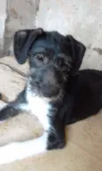 Piti