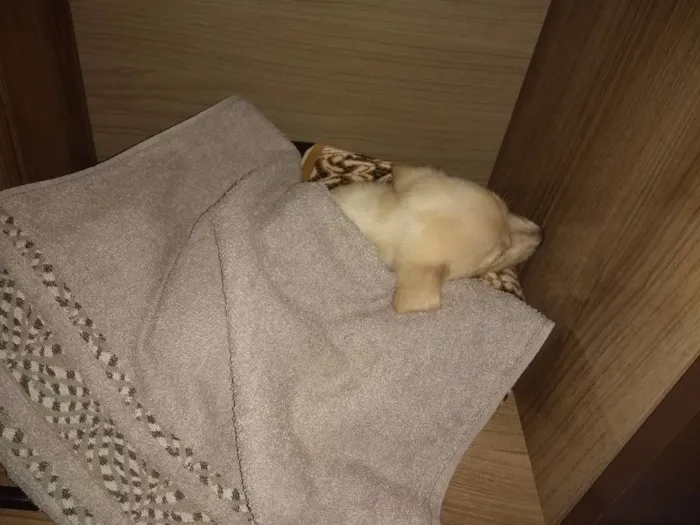 Cachorro raça SRD idade 2 a 6 meses nome Hope