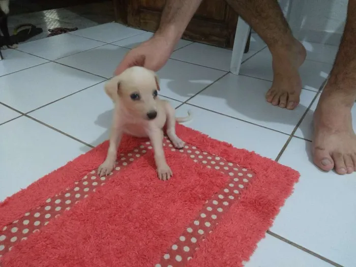 Cachorro raça SRD idade 2 a 6 meses nome Hope