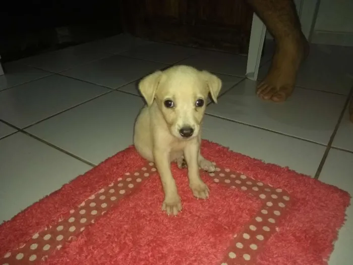 Cachorro raça SRD idade 2 a 6 meses nome Hope