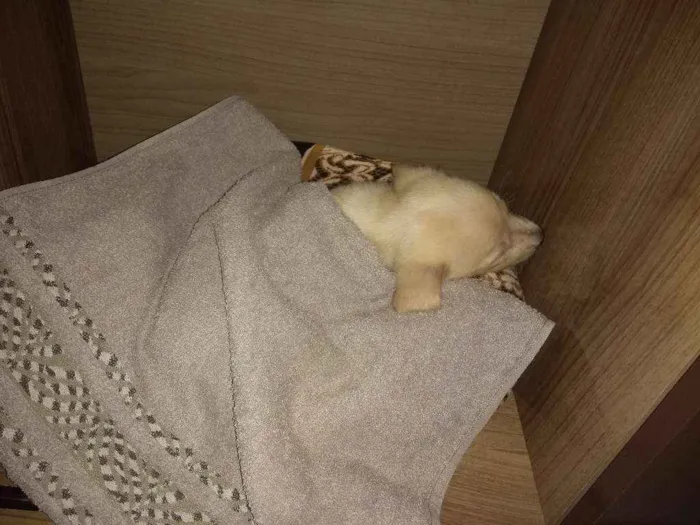 Cachorro raça SRD idade 2 a 6 meses nome Hope