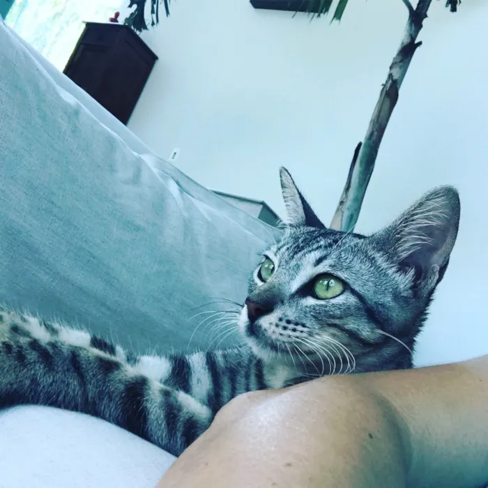 Gato ra a  idade 7 a 11 meses nome Leo-Leopard Castrado