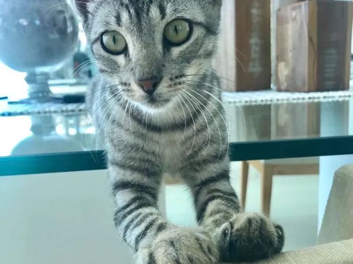 Gato ra a  idade 7 a 11 meses nome Leo-Leopard Castrado