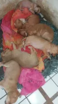 Bebel,Milla,Lia e wa