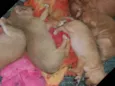 Bebel,Milla,Lia e wa