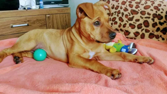 Cachorro ra a  idade 2 a 6 meses nome Vitória