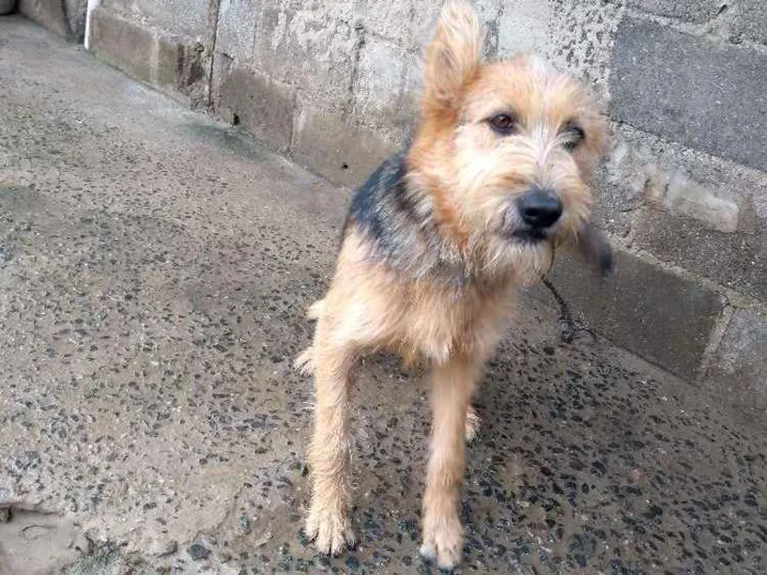 Cachorro ra a não definida  idade 2 a 6 meses nome lety 