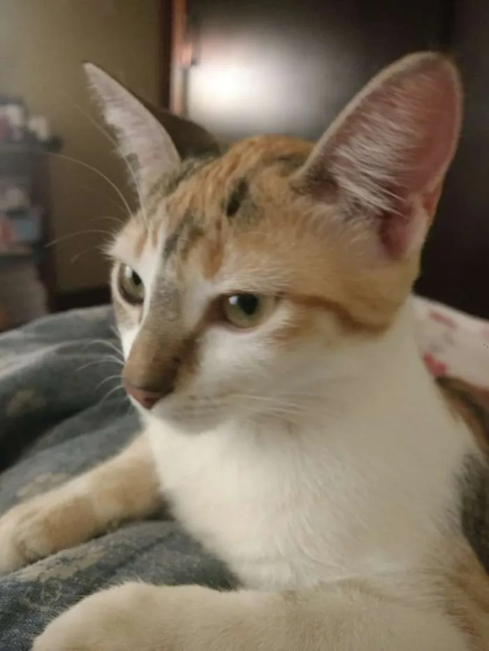 Gato ra a Srd idade 2 a 6 meses nome Clara