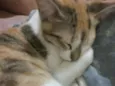 Clara