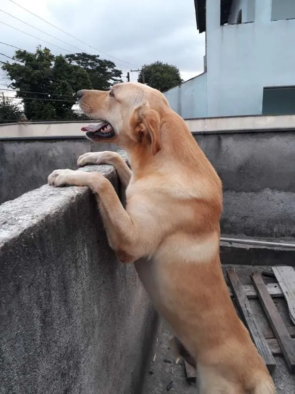 Cachorro ra a Labrador misto idade 2 anos nome Theo