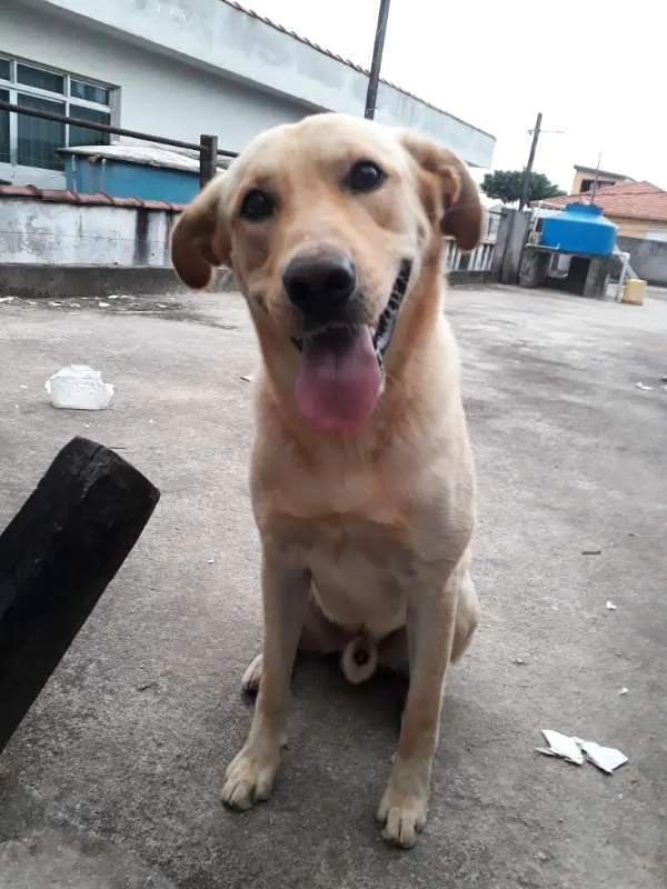 Cachorro ra a Labrador misto idade 2 anos nome Theo
