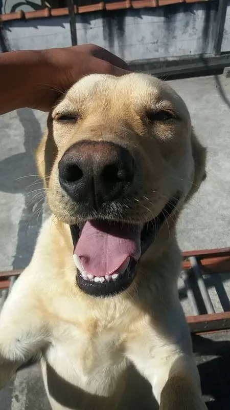 Cachorro ra a Labrador misto idade 2 anos nome Theo