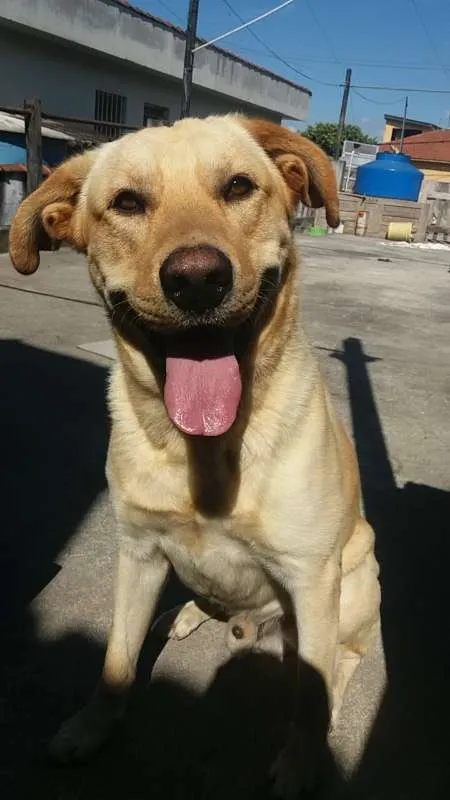 Cachorro ra a Labrador misto idade 2 anos nome Theo
