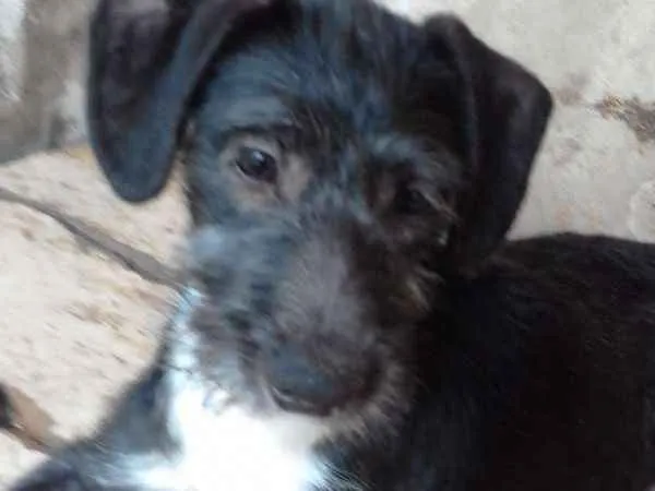 Cachorro ra a indefinida idade 2 a 6 meses nome Piti