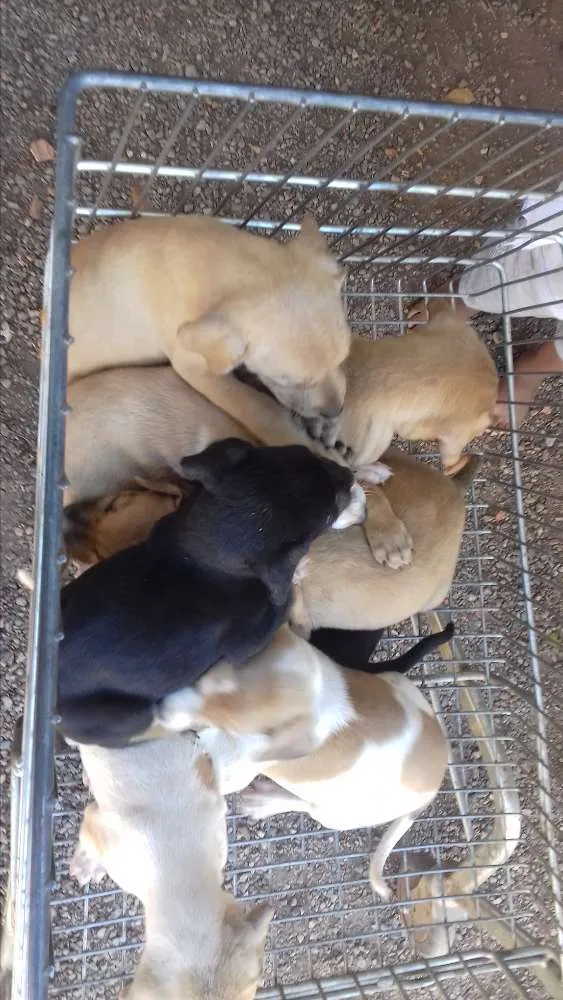 Cachorro ra a vira lata idade Abaixo de 2 meses nome Não tem nomes ainda