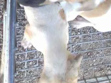 Cachorro ra a vira lata idade Abaixo de 2 meses nome Não tem nomes ainda