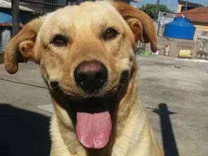 Cachorro raça Labrador misto idade 2 anos nome Theo