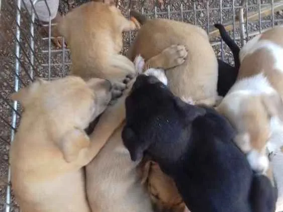 Cachorro ra a vira lata idade Abaixo de 2 meses nome Não tem nomes ainda