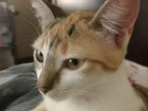Gato raça Srd idade 2 a 6 meses nome Clara