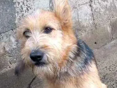 Cachorro ra a não definida  idade 2 a 6 meses nome lety 