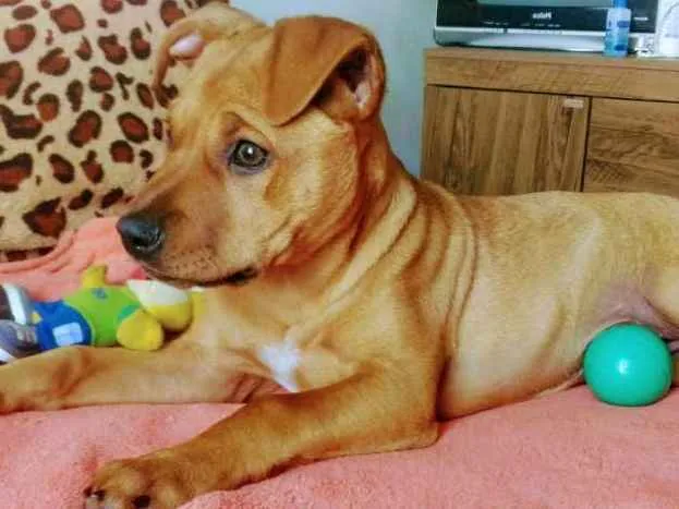Cachorro ra a  idade 2 a 6 meses nome Vitória