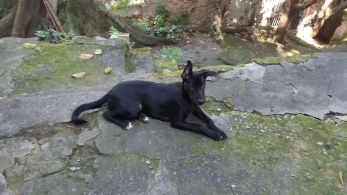 Cachorro ra a Vira lata idade 2 a 6 meses nome Mel