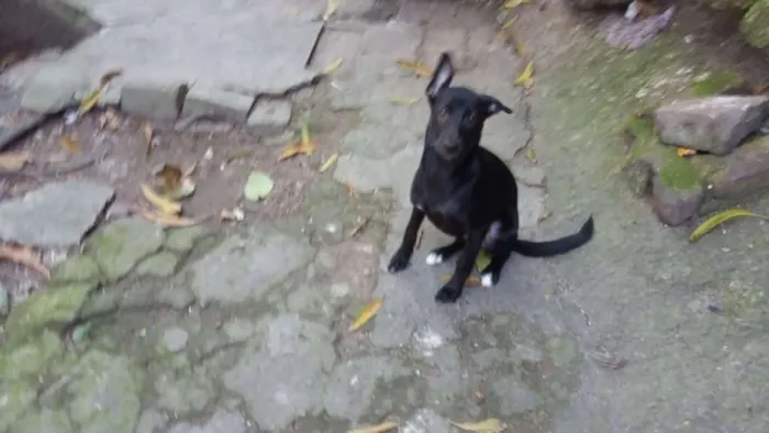 Cachorro ra a Vira lata idade 2 a 6 meses nome Mel