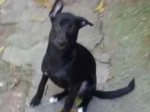 Cachorro raça Vira lata idade 2 a 6 meses nome Mel