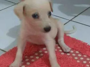 Cachorro raça SRD idade 2 a 6 meses nome Hope