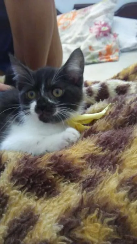Gato raça SRD idade 2 a 6 meses nome SEM NOME