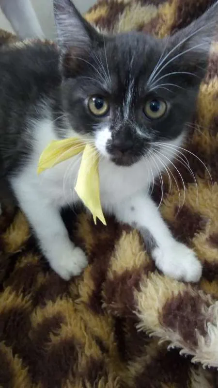 Gato raça SRD idade 2 a 6 meses nome SEM NOME