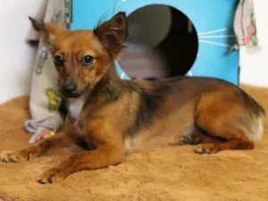 Cachorro raça RND idade 1 ano nome Rose
