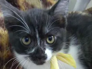 Gato raça SRD idade 2 a 6 meses nome SEM NOME