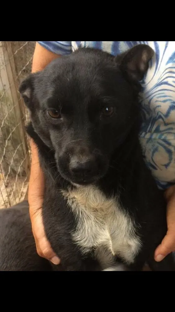 Cachorro ra a Indefinida idade 2 anos nome Mila