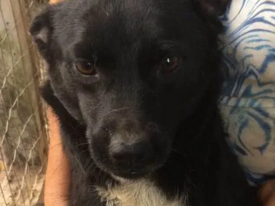 Cachorro ra a Indefinida idade 2 anos nome Mila